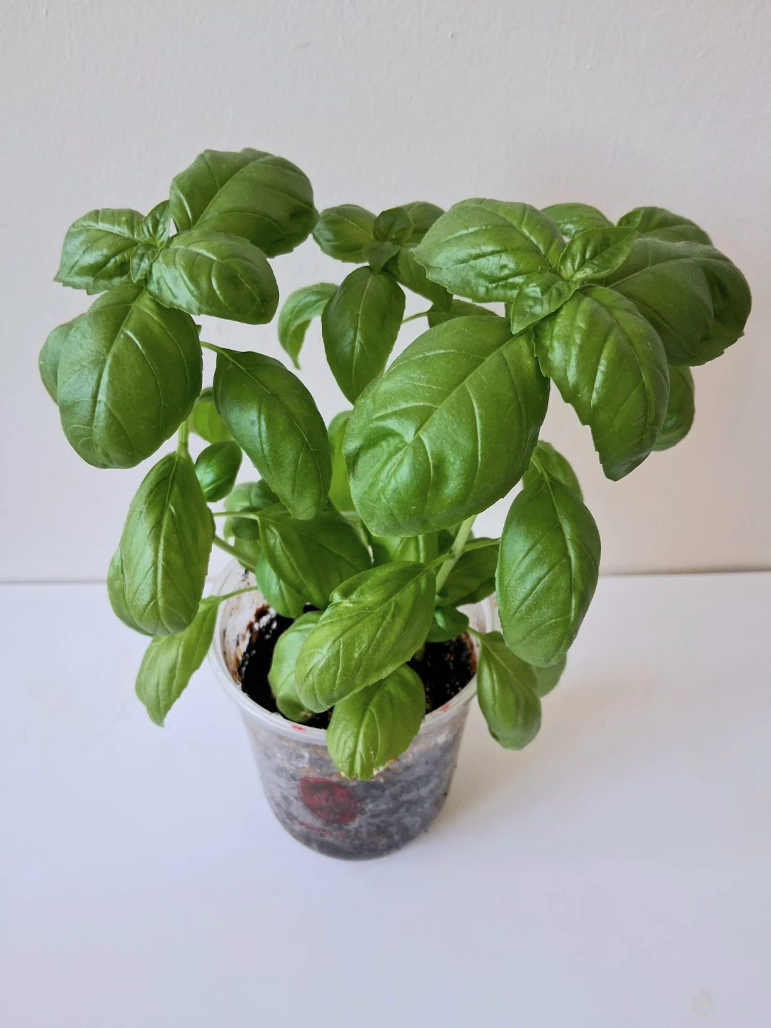 🌱 Green Basil 🌻 - photo 4