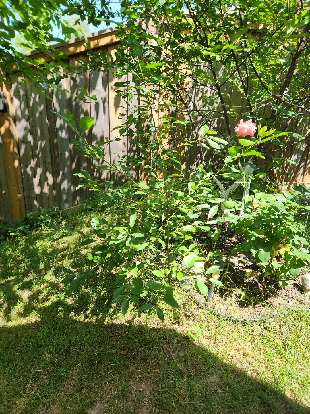 Sour cherry tree - photo 4