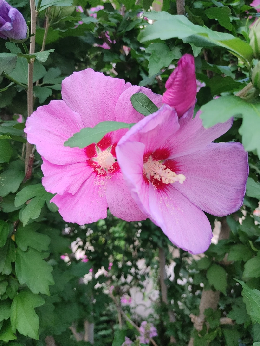 Young Rose of sharon (lavender) - photo 2
