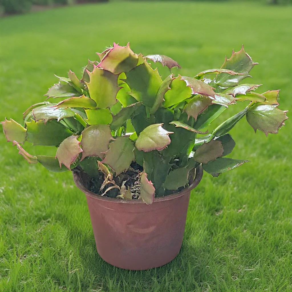 Potted Christmas Cactus Plant