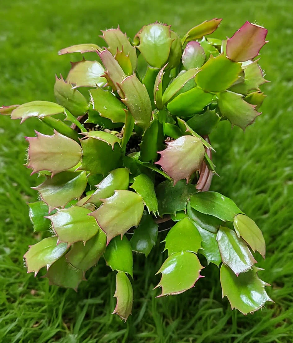 Potted Christmas Cactus Plant - photo 2