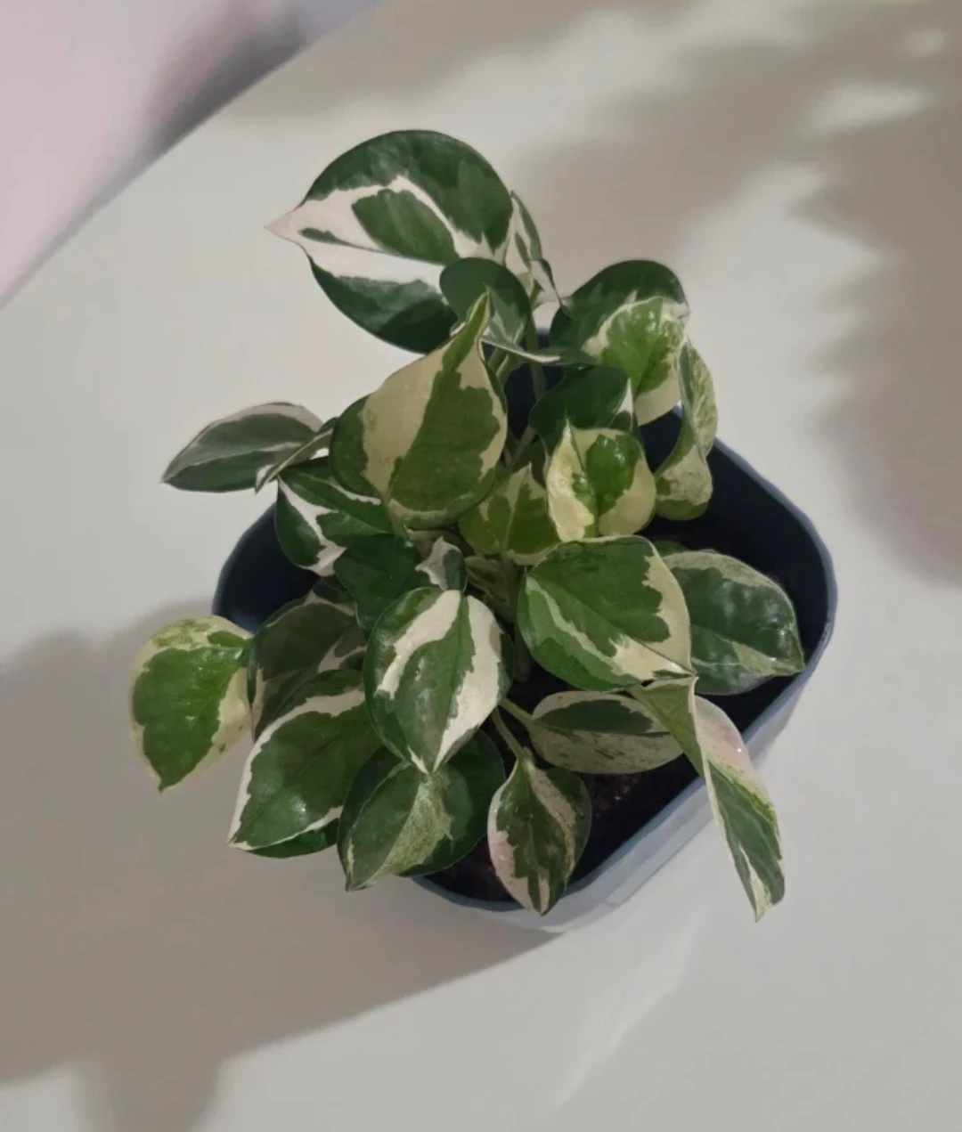 Pothos N'Joy Plant 🌱 - photo 2