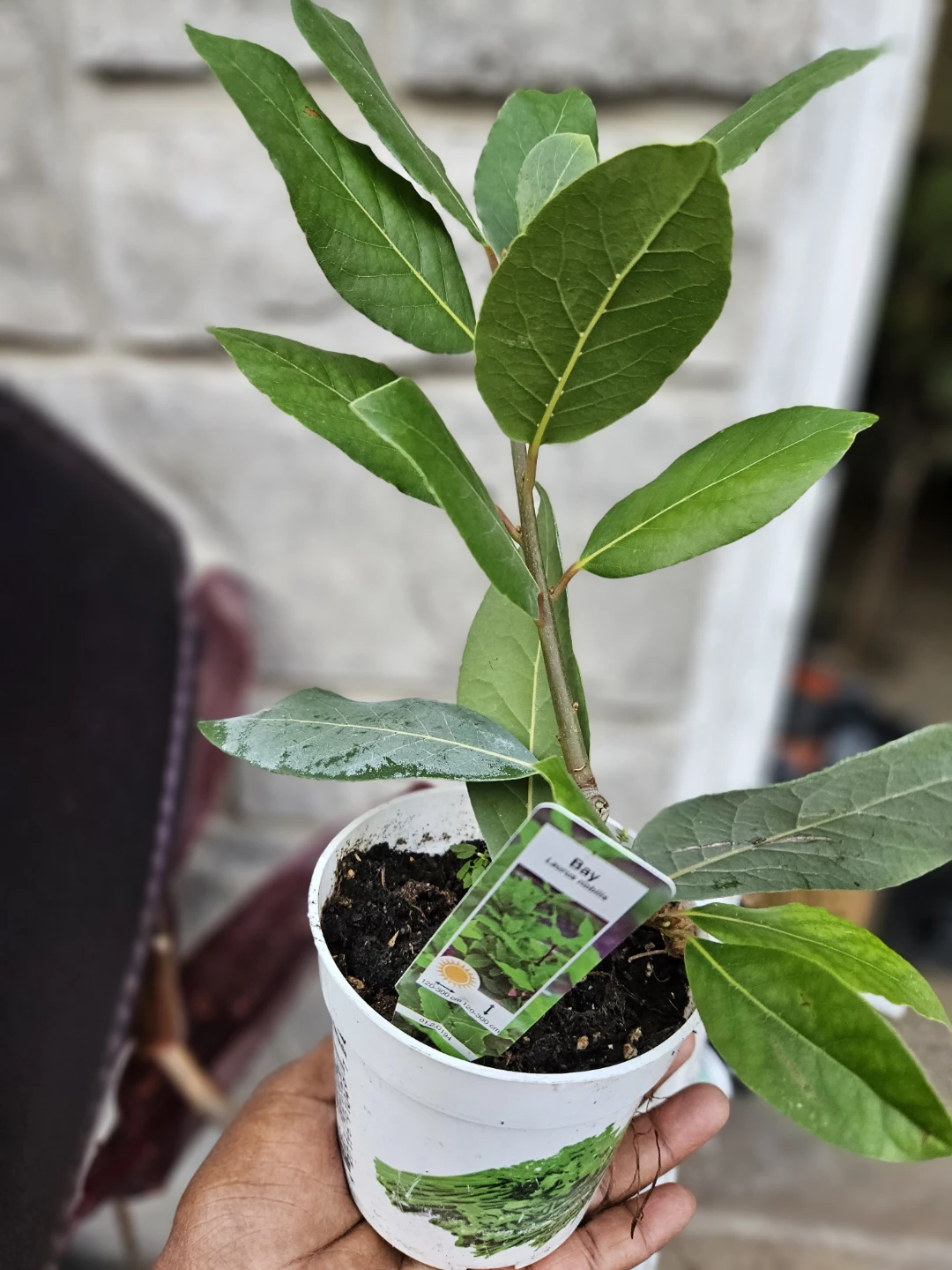 Bay Laurel Plant 8n 4"pot