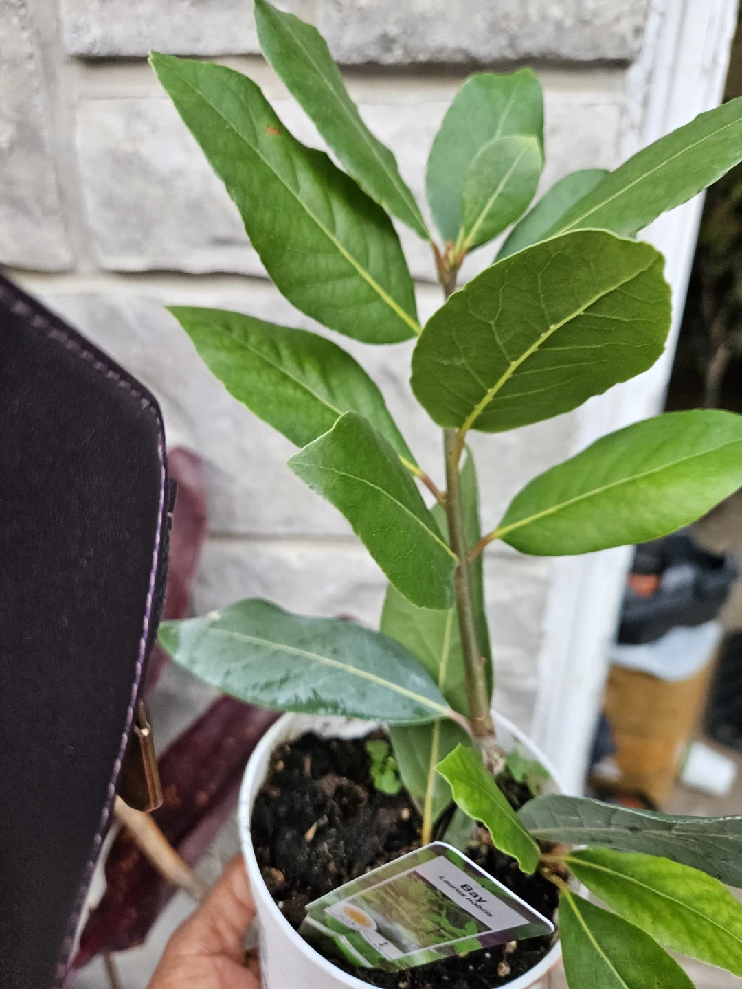 Bay Laurel Plant 8n 4"pot - photo 2