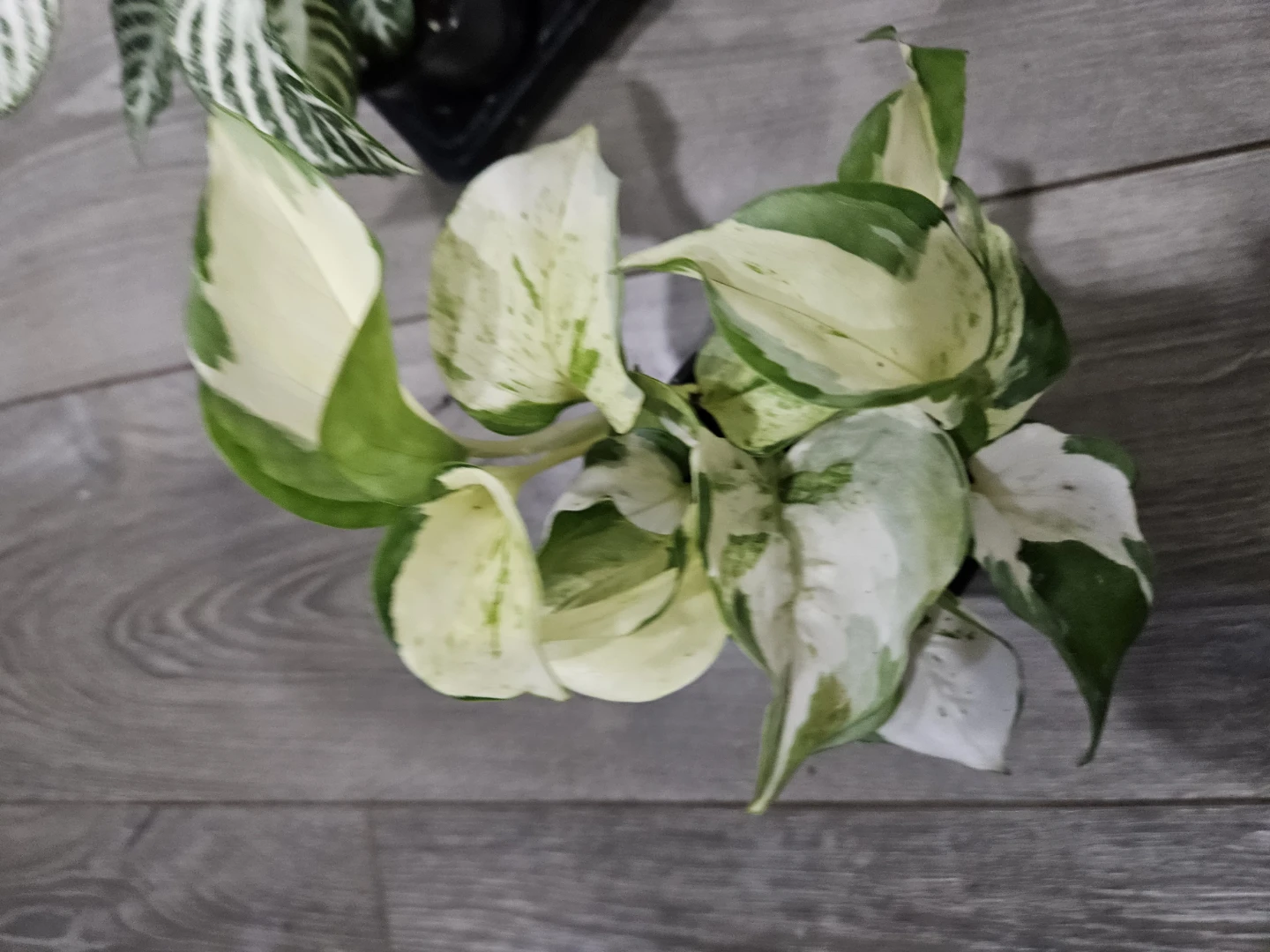 Manjula Pothos 3.5"   pot