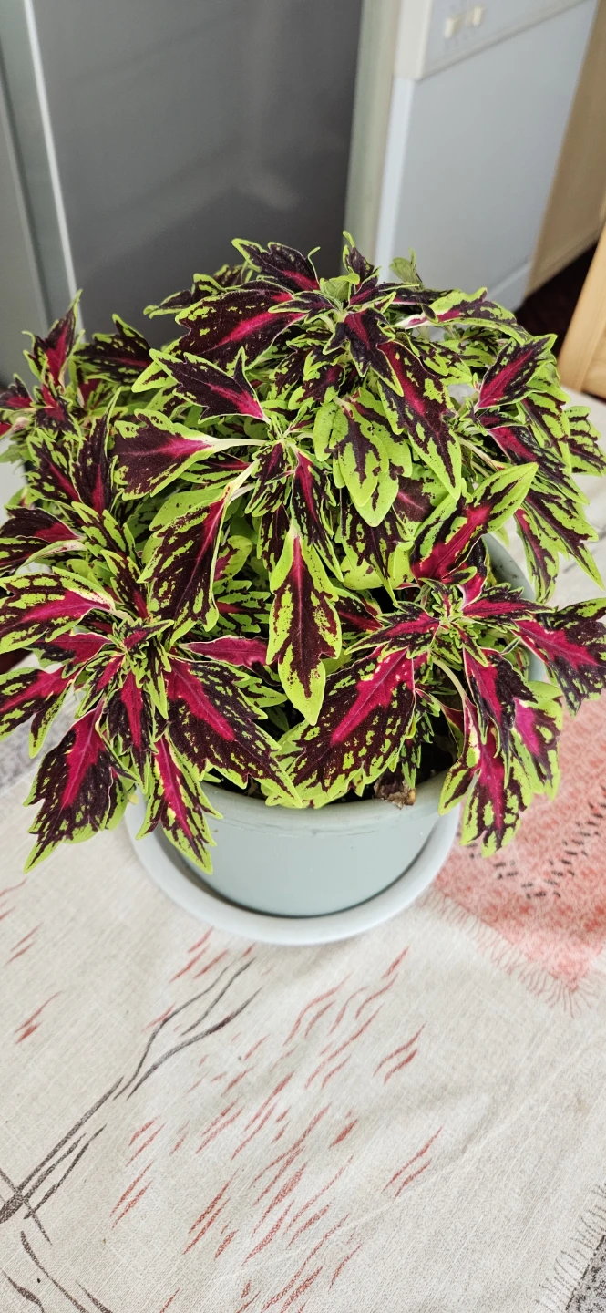 Potted Coleus Plant