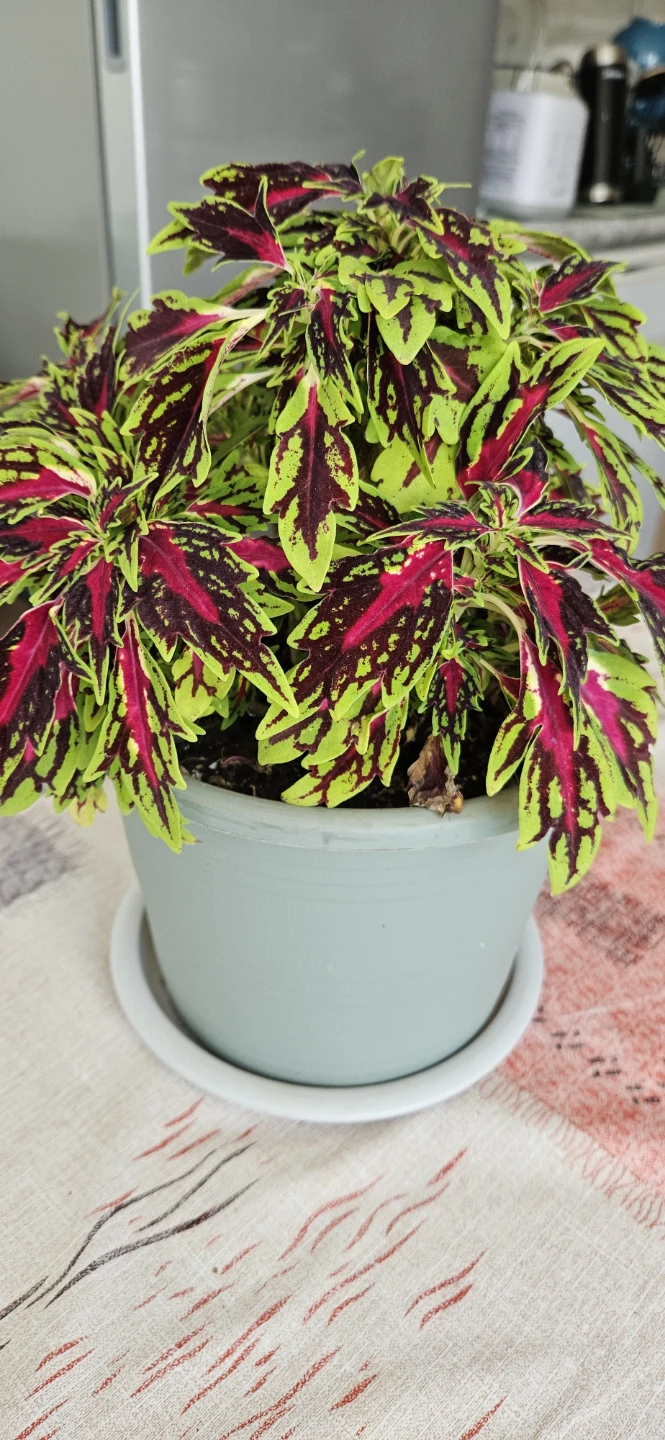 Potted Coleus Plant - photo 2