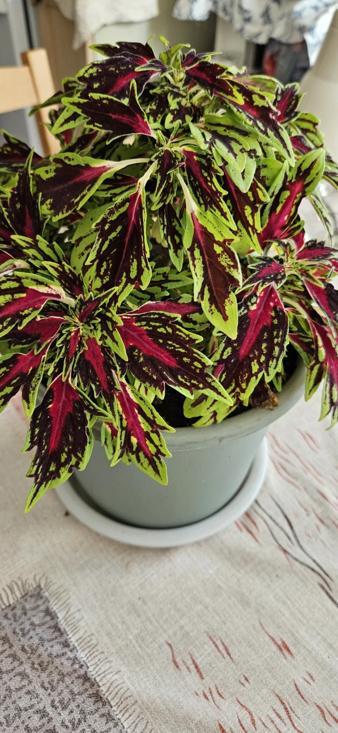Potted Coleus Plant - photo 3