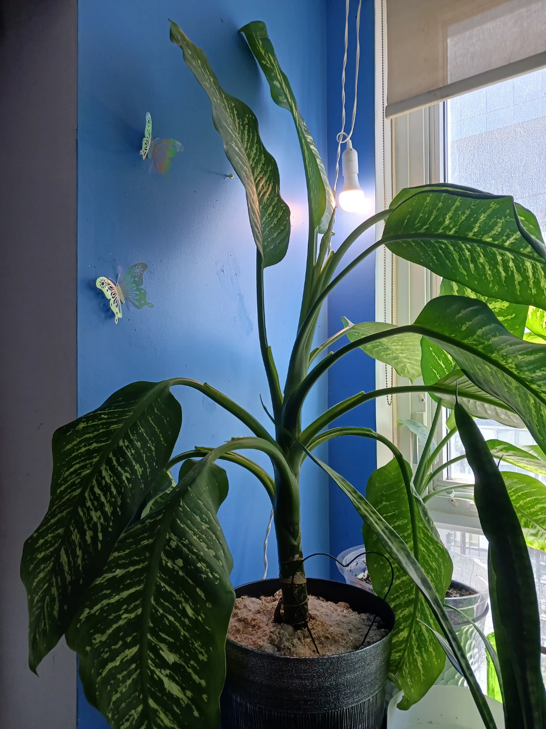 Large Dieffenbachia Plant