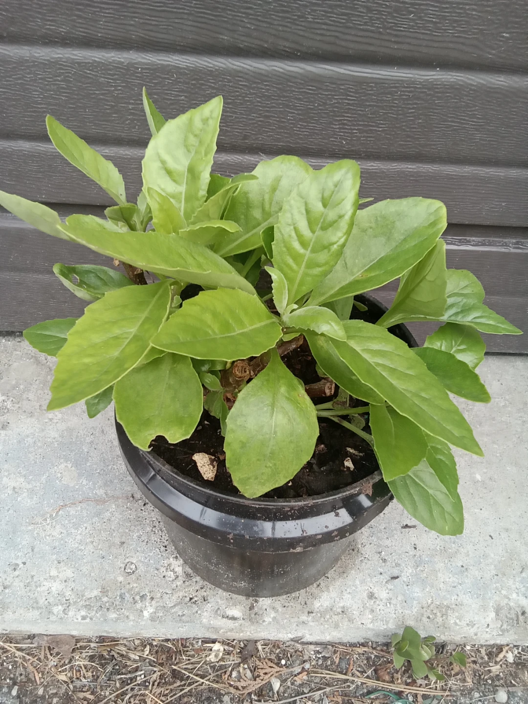 Gynura Procumbens
