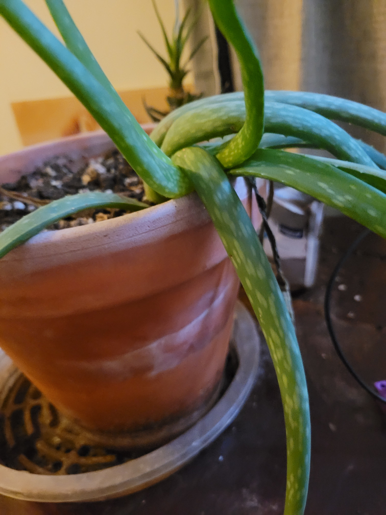 Aloe Vera Plant in Terracotta Pot - photo 2
