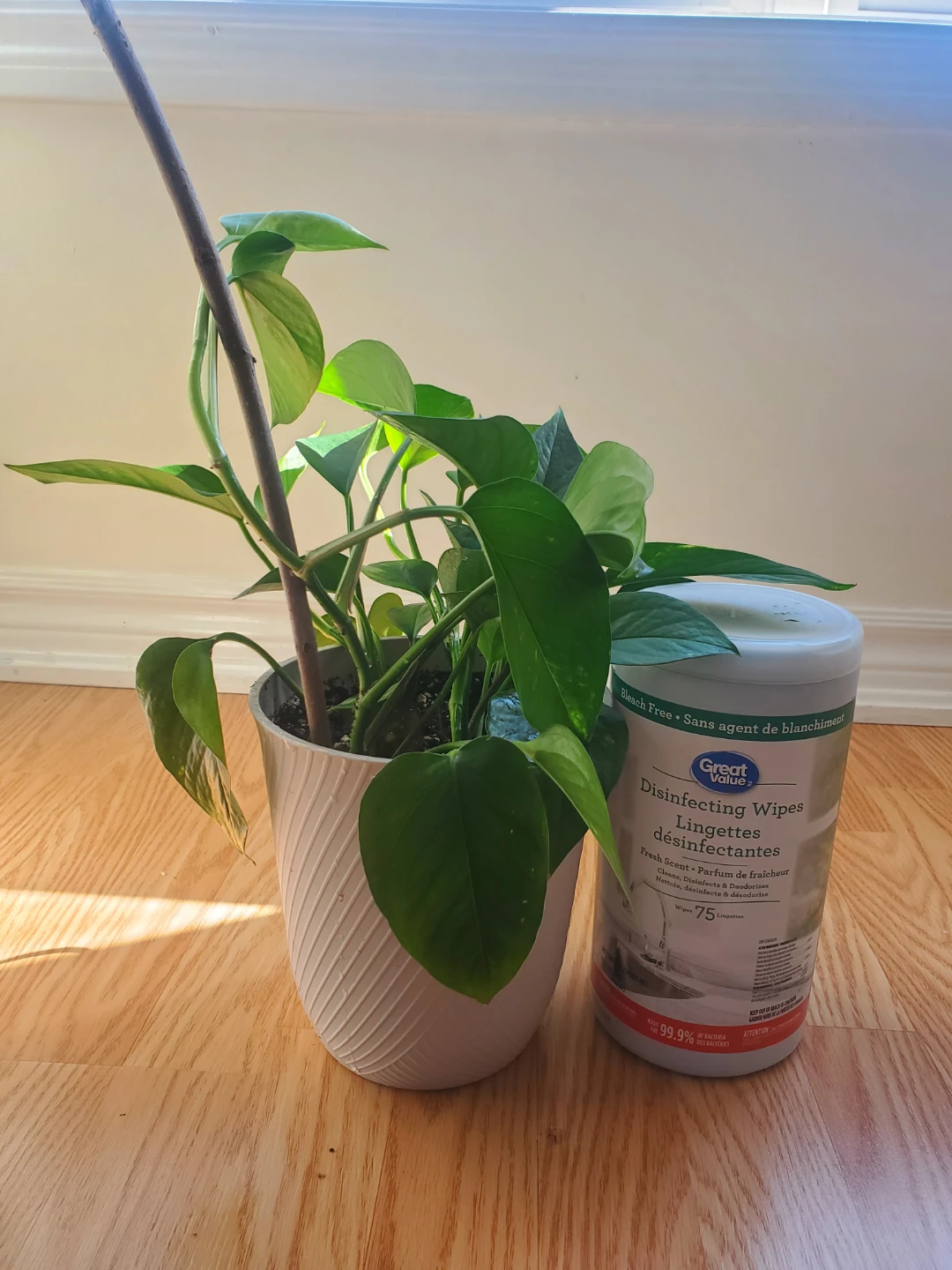 Pothos Plant in White Pot - photo 4