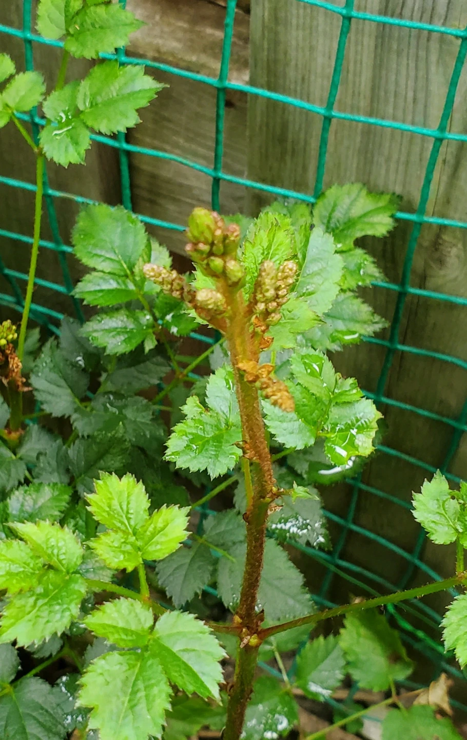 Astilbe - photo 2