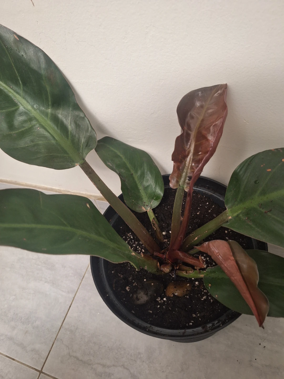 Philodendron Plant - photo 3