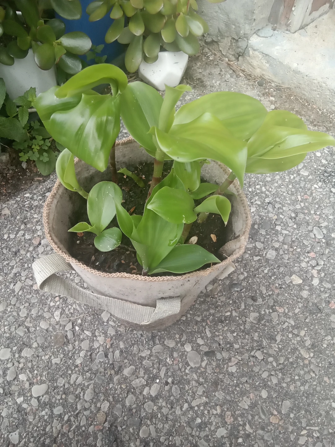 Potted Insulin Plant
