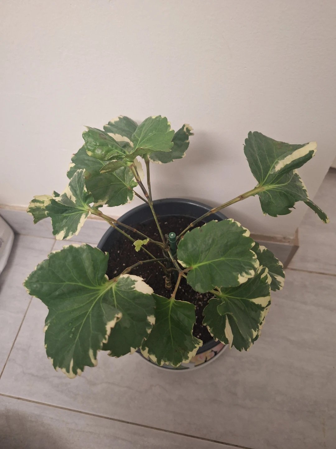 Variegated Aralia Plant in Pot