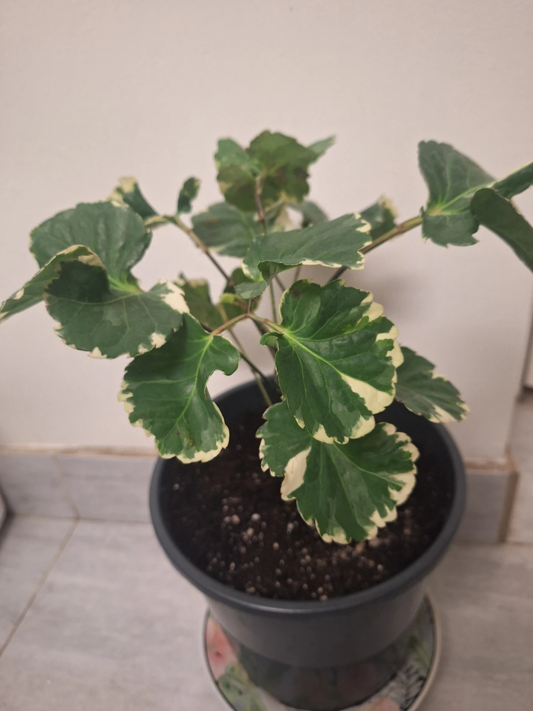 Variegated Aralia Plant in Pot - photo 3