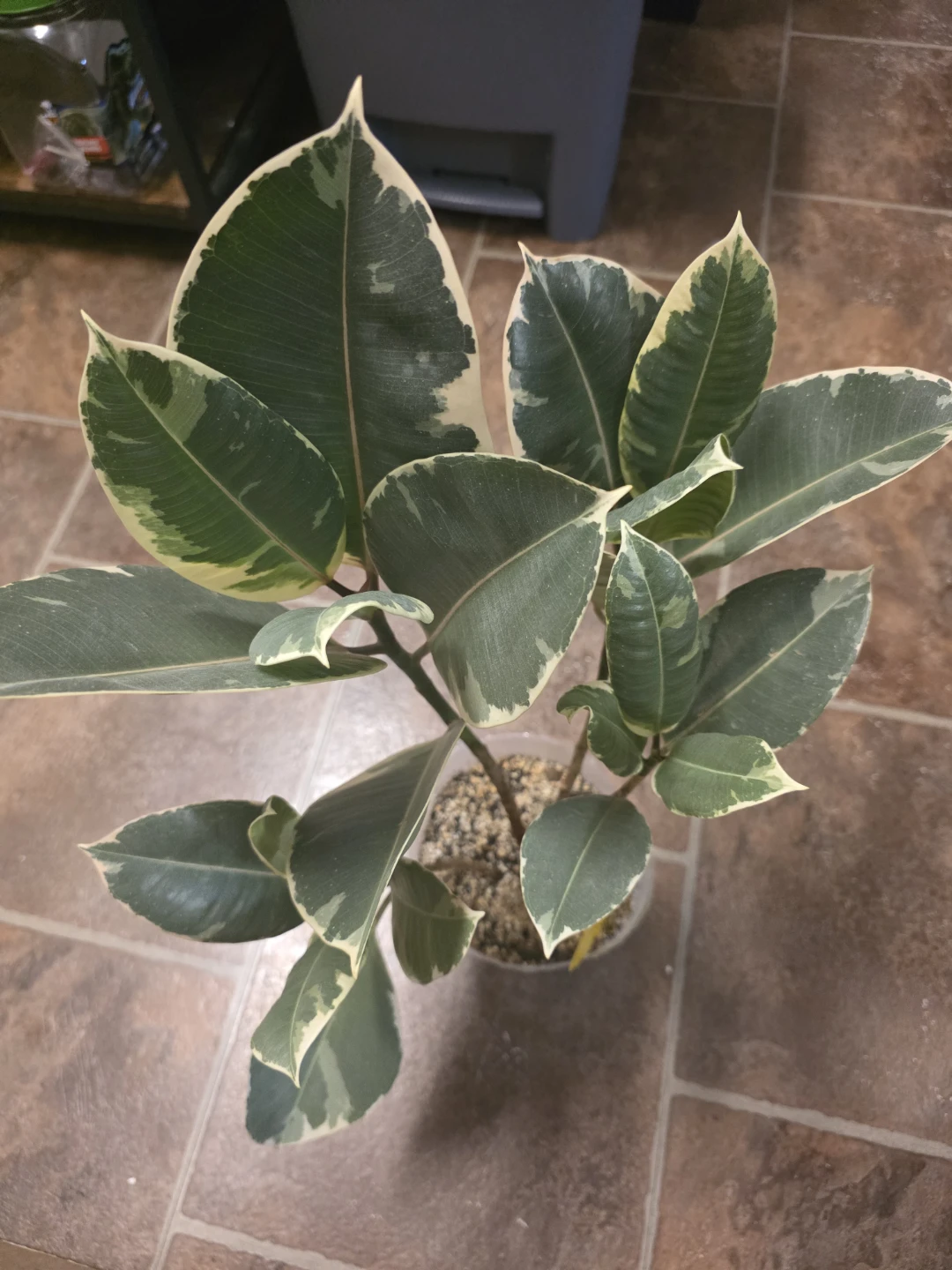 Ficus Elastica Tineke