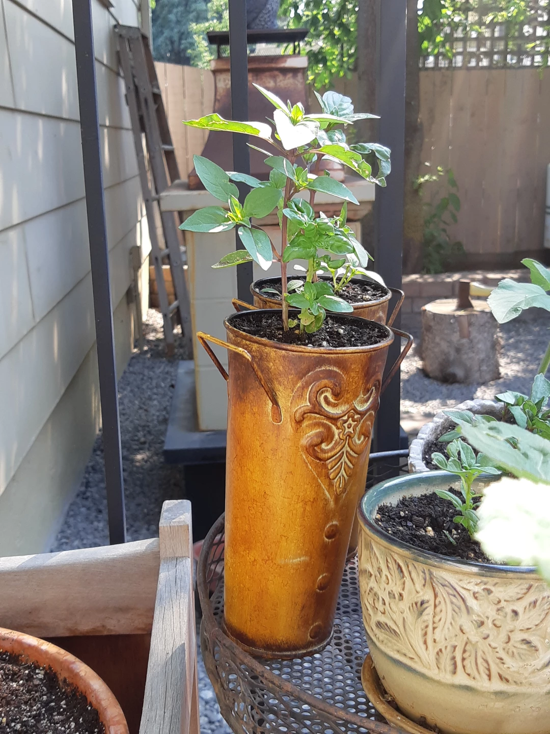 Basil plants - photo 5