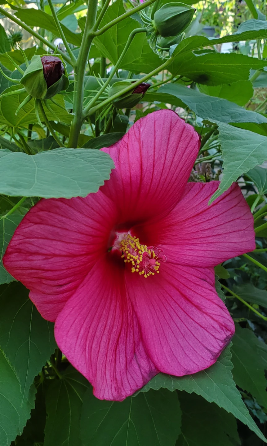 Hibiscus moscheutos - photo 2