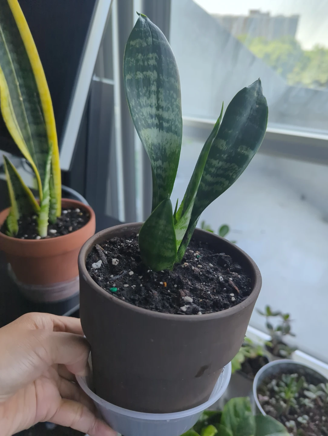 Snake Plant in Brown Pot