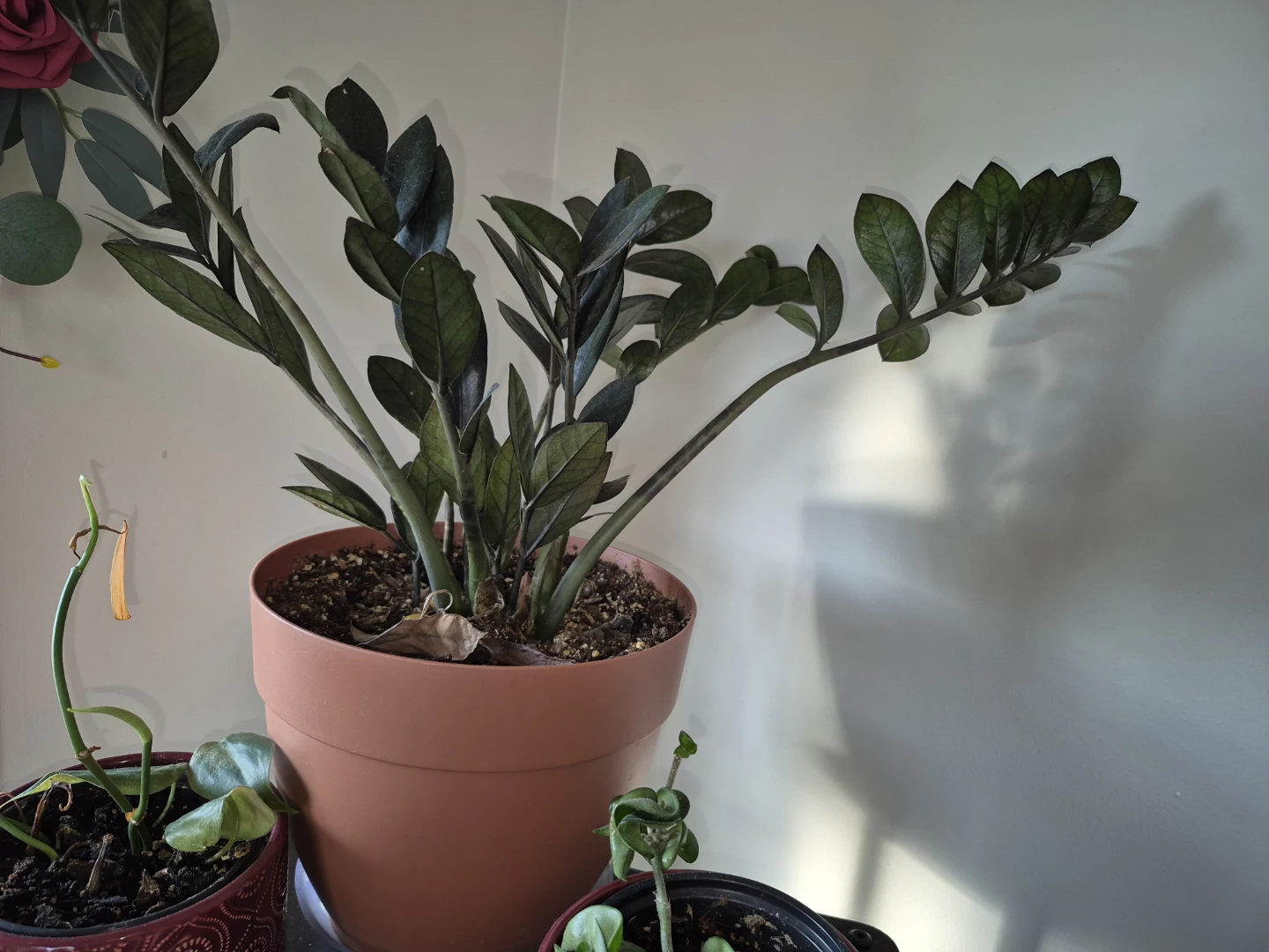 ZZ black raven Plant (Zamioculcas zamiifolia) in terracotta pot