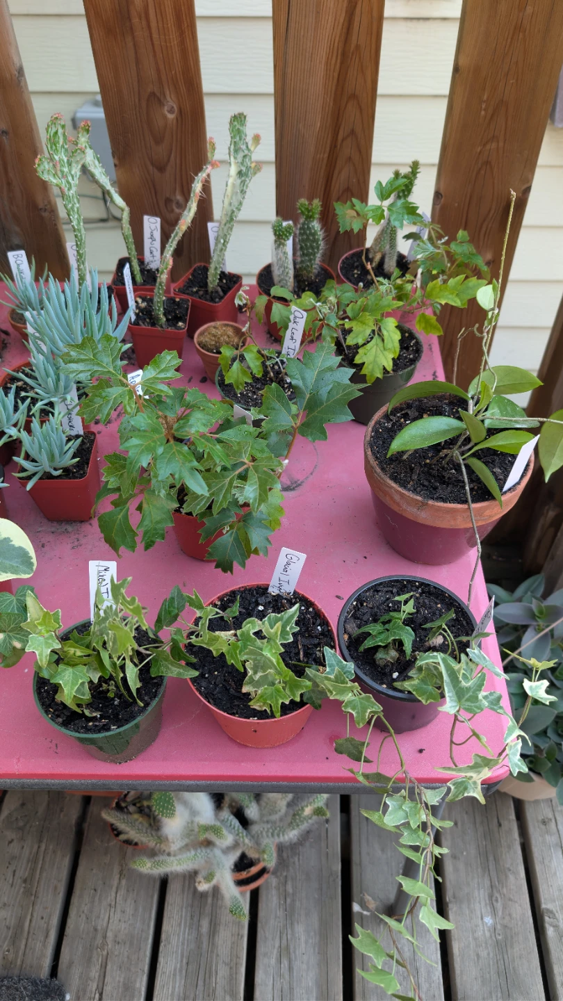 Big plant sale! - photo 3