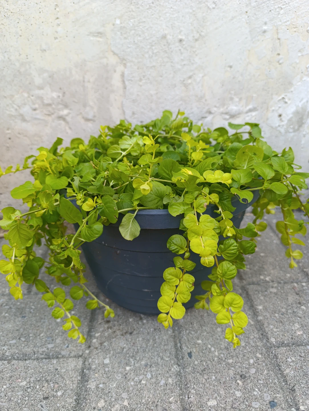 Creeping Jenny Plant - photo 2