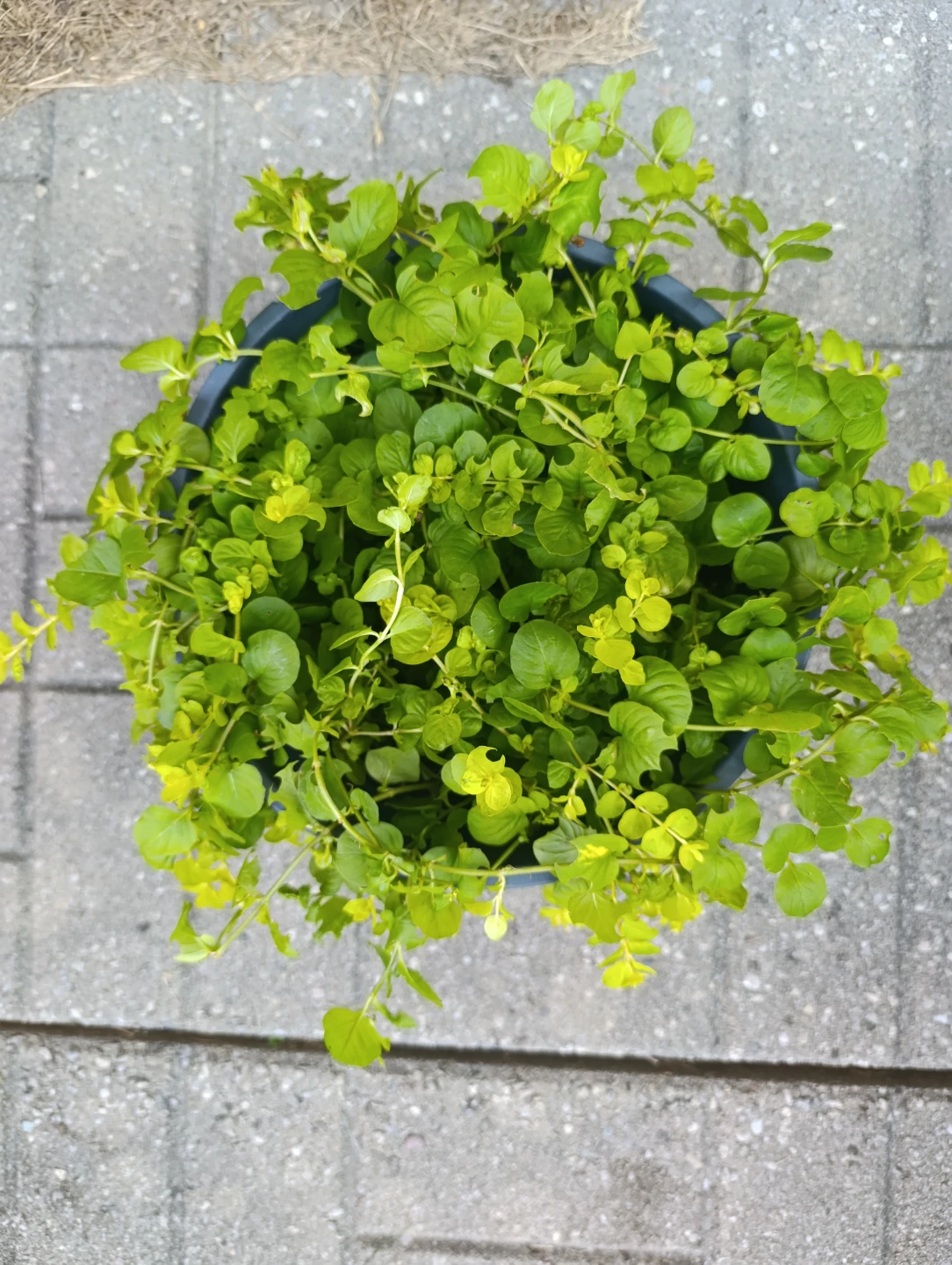 Creeping Jenny Plant - photo 4