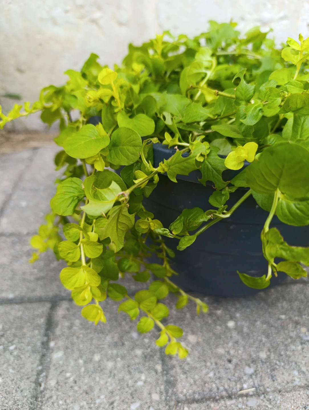 Creeping Jenny Plant - photo 5