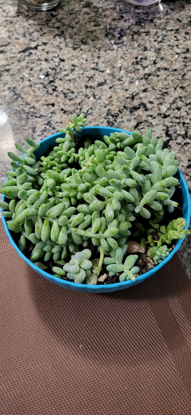 Three types of succulent in a cute pot