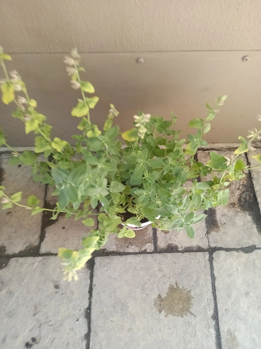 Nepeta (Catnip) Plant - photo 2