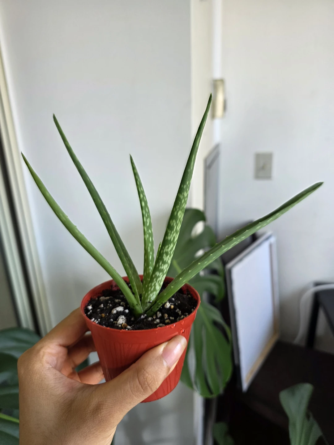 Small Aloe Vera Plant in Red Pot