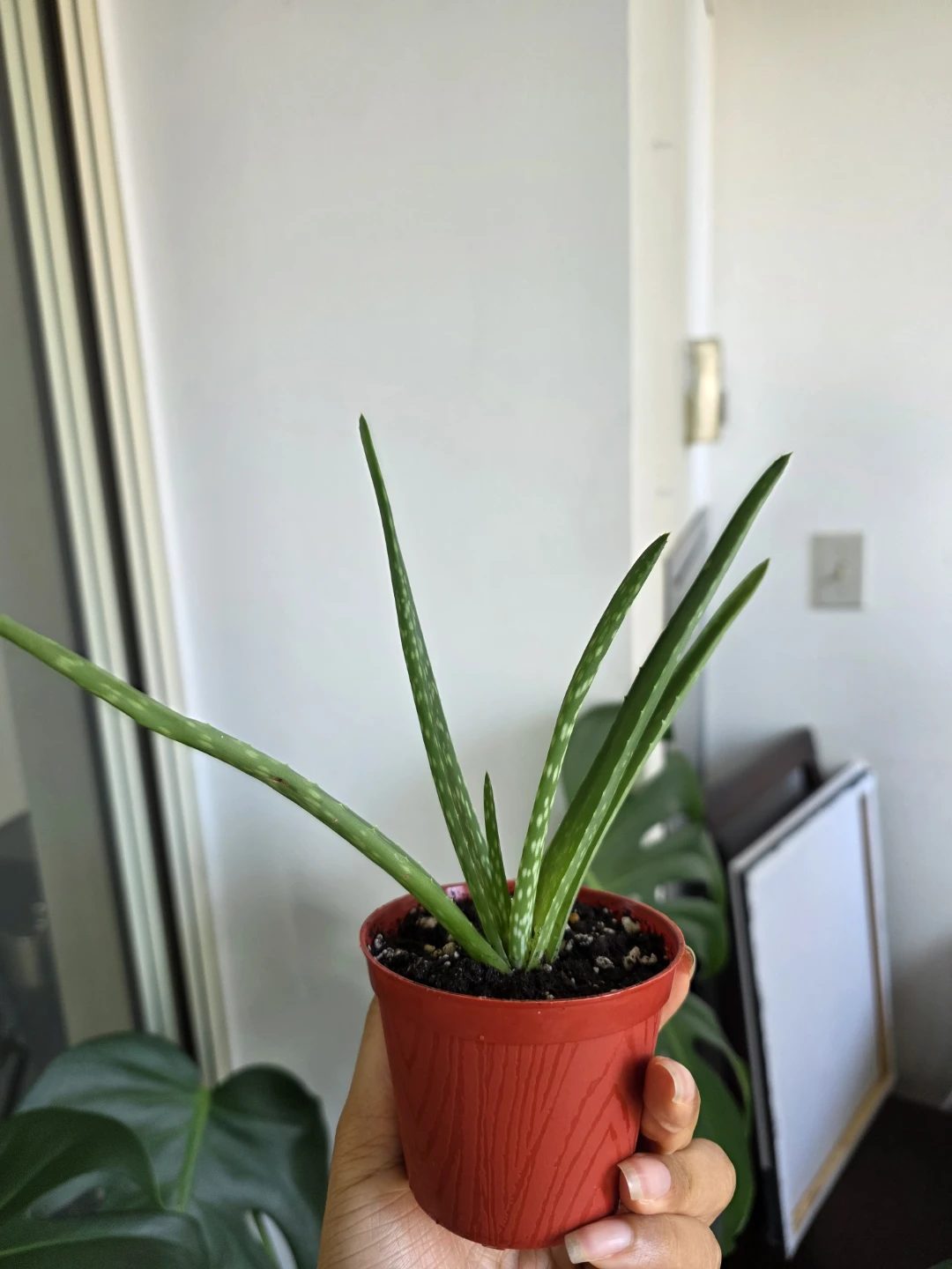 Small Aloe Vera Plant in Red Pot - photo 2