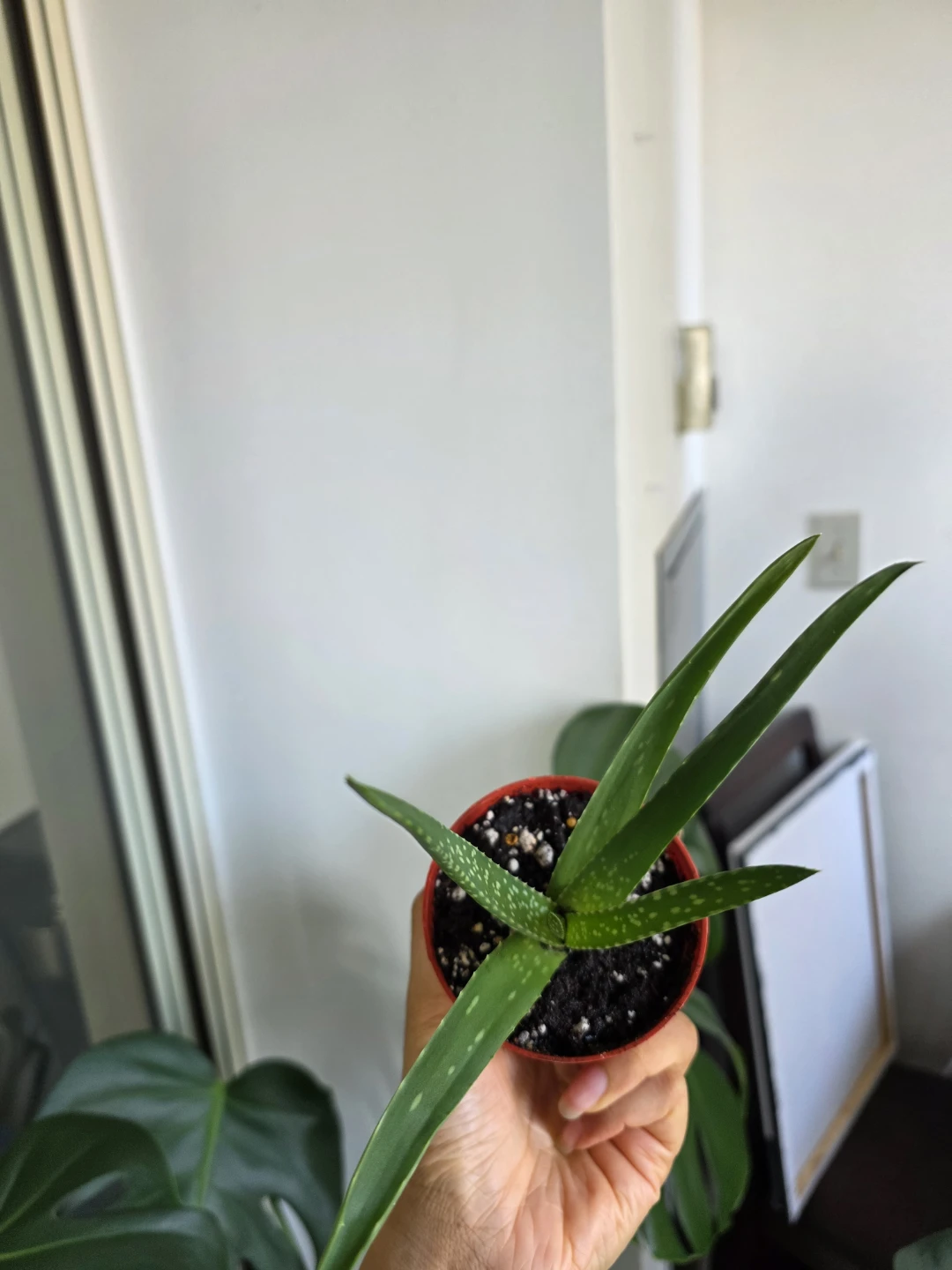Small Aloe Vera Plant in Red Pot - photo 3