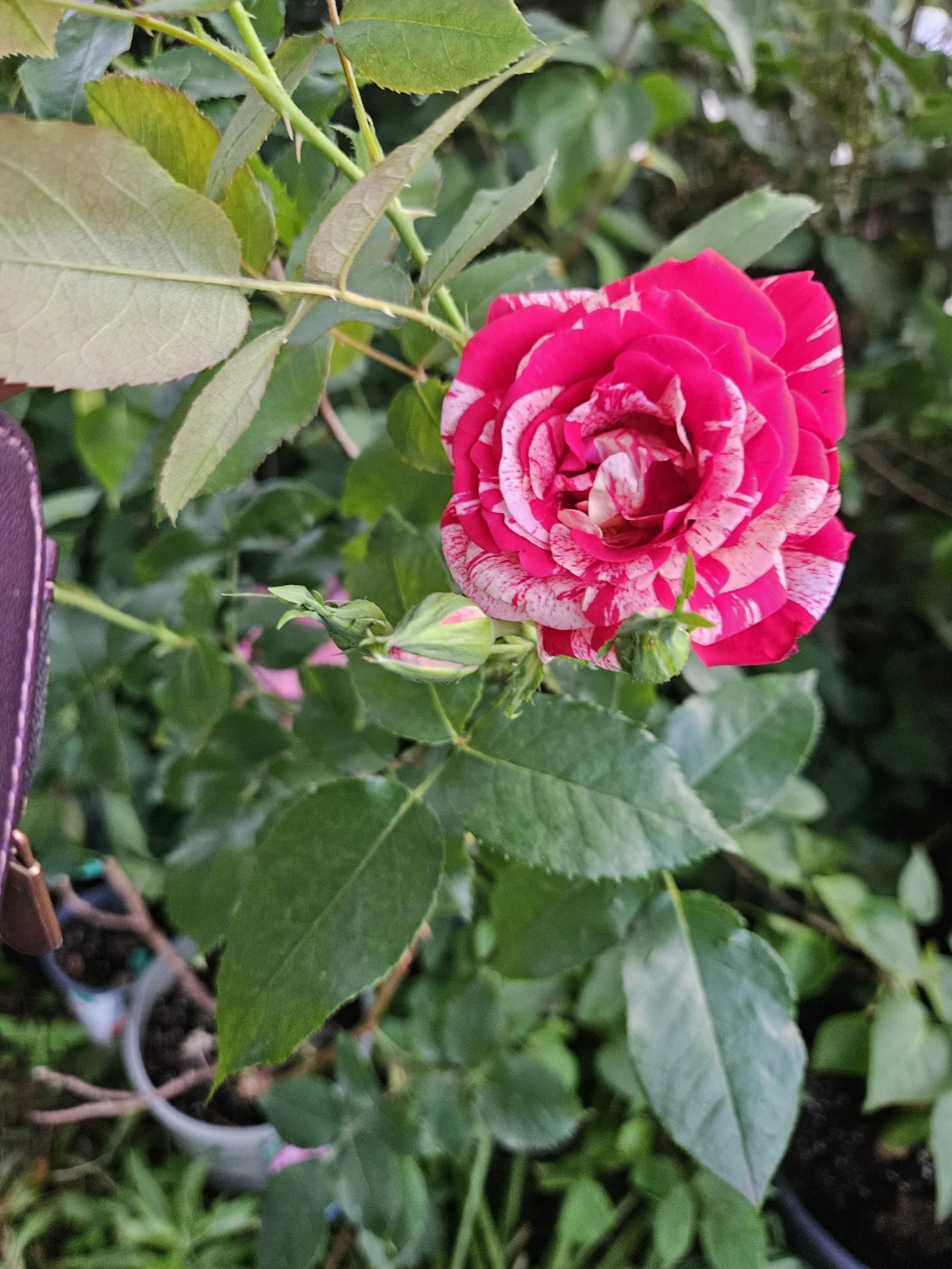 Camaiieux Floribunda Rose Plant