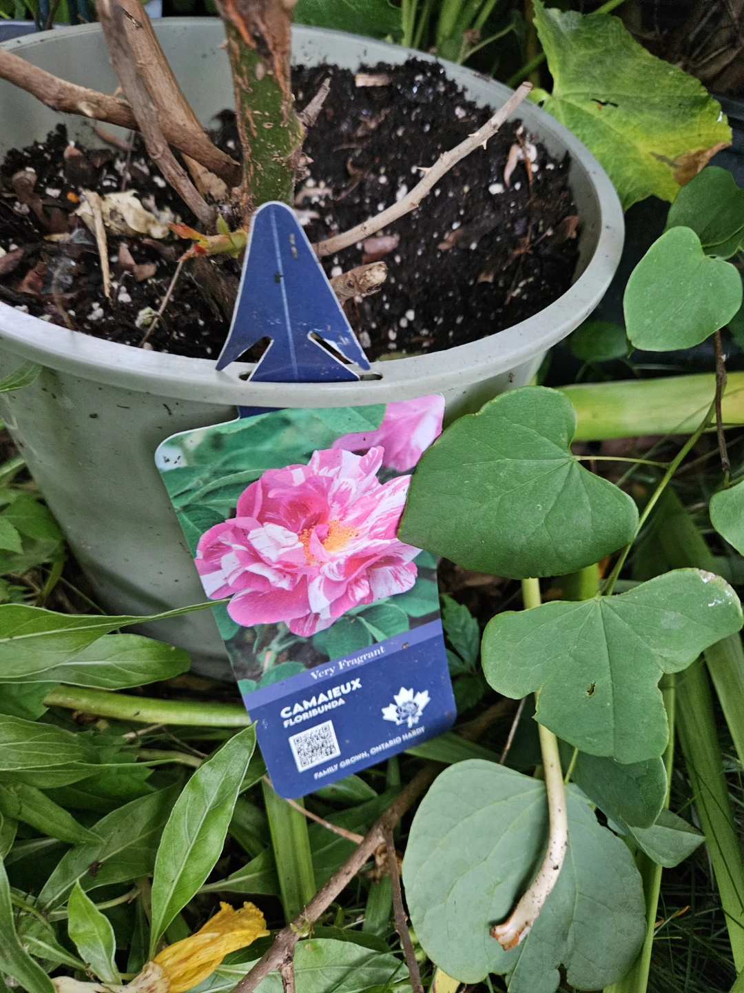 Camaiieux Floribunda Rose Plant - photo 3
