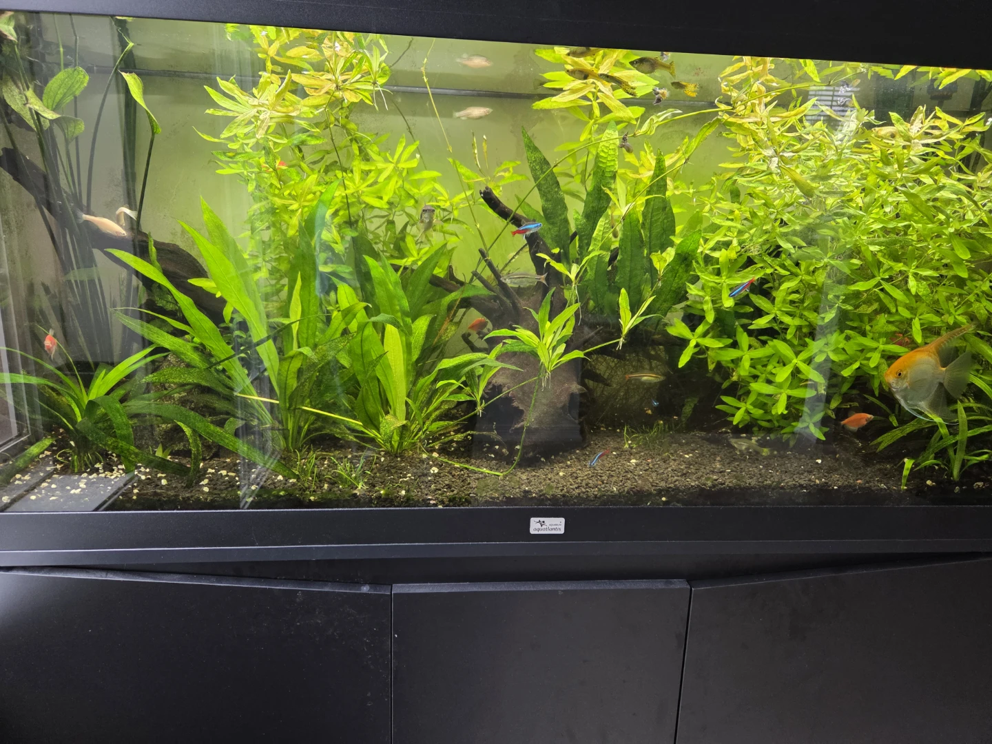 Aqualantis 63 Gallon Aquarium