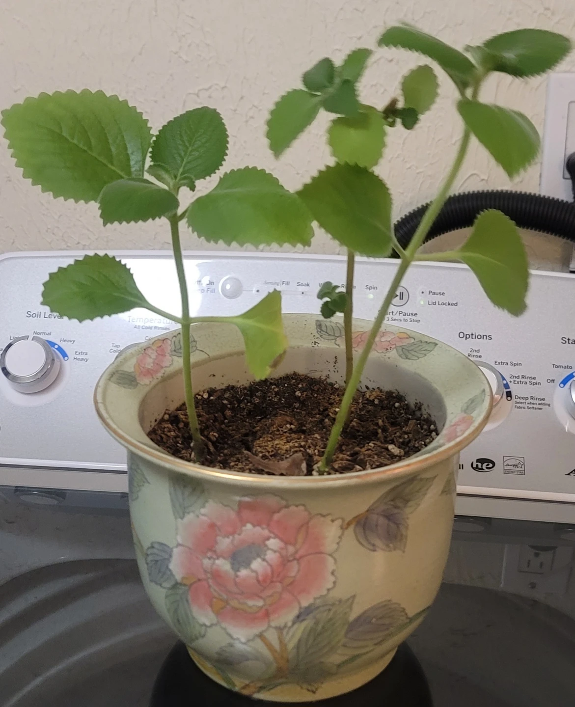 Potted Plant with Decorative Pot