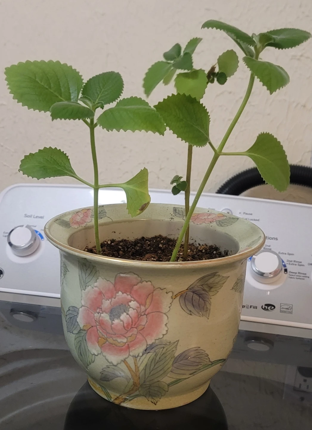 Potted Plant with Decorative Pot - photo 2