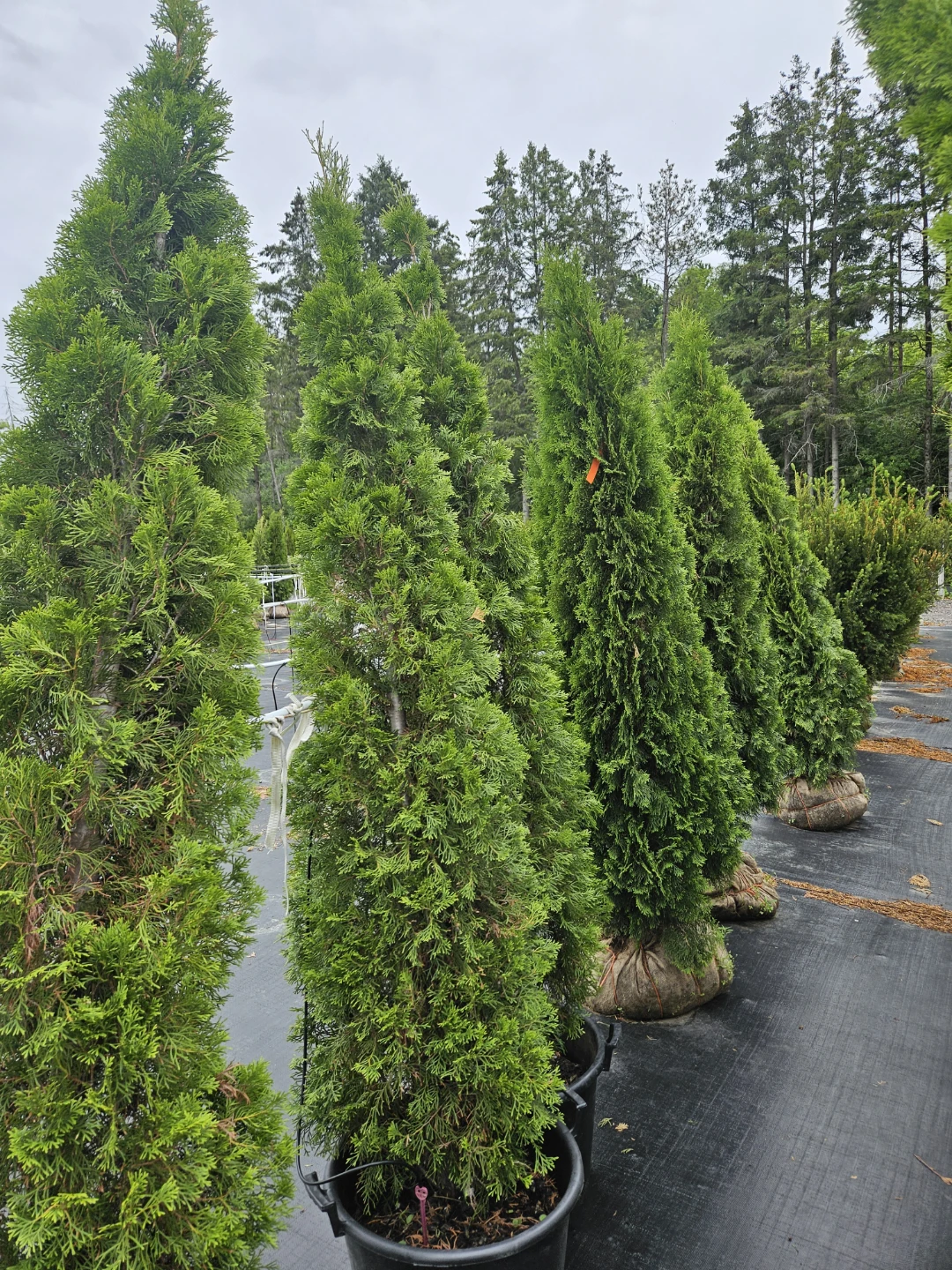 Arborvitae Trees - photo 2