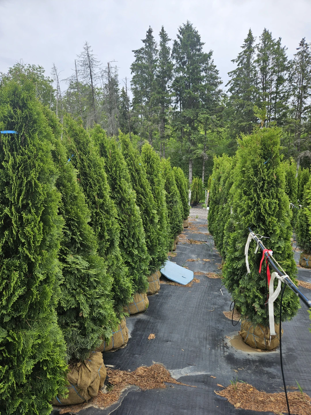 Arborvitae Trees - photo 3