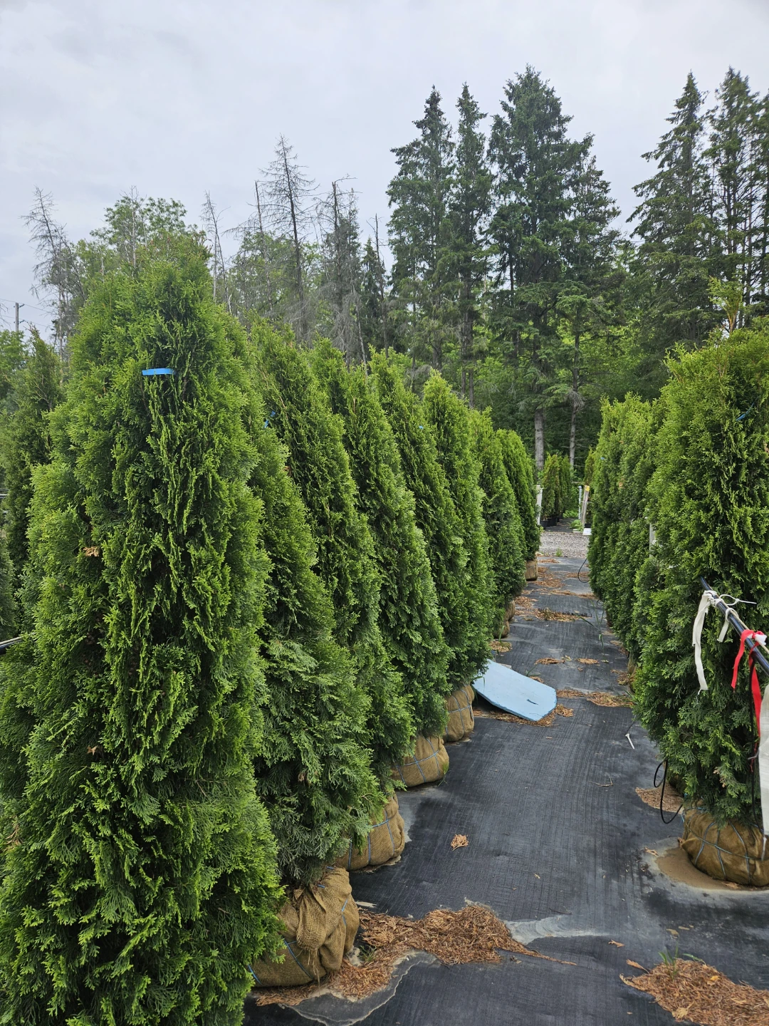 Arborvitae Trees - photo 4