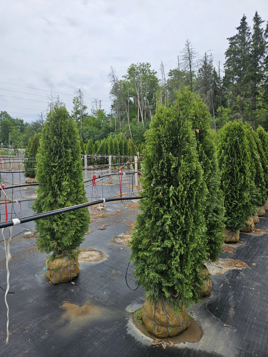 Arborvitae Trees - photo 5