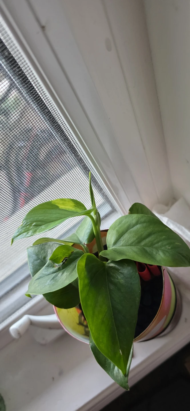 Pothos Plant in Decorative pot (self watering) - photo 3