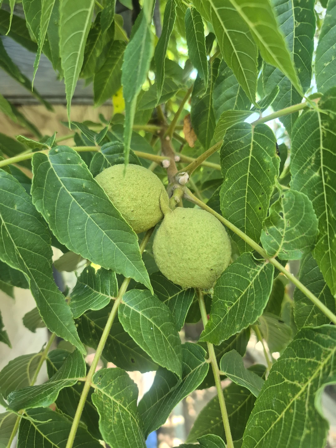 Fresh Green Black Walnuts