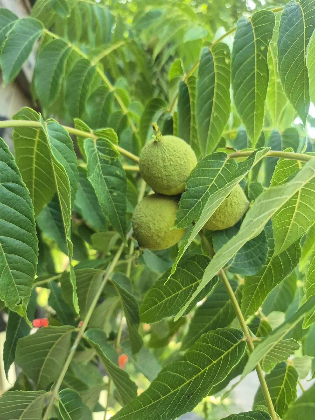 Fresh Green Black Walnuts - photo 2