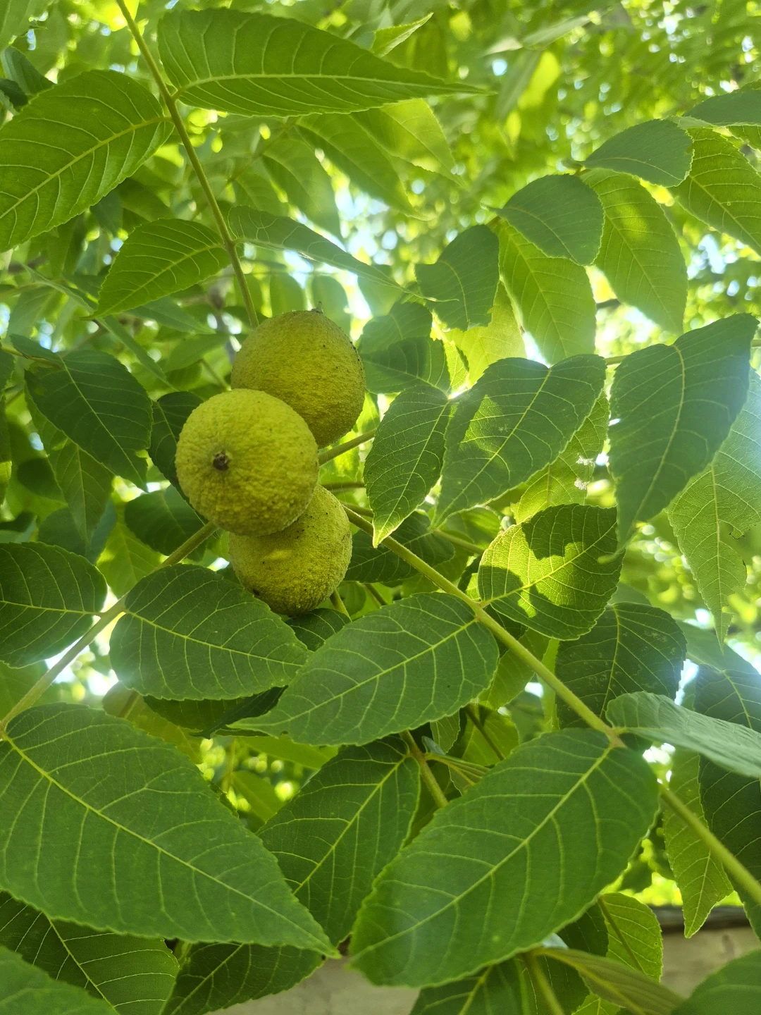 Fresh Green Black Walnuts - photo 3
