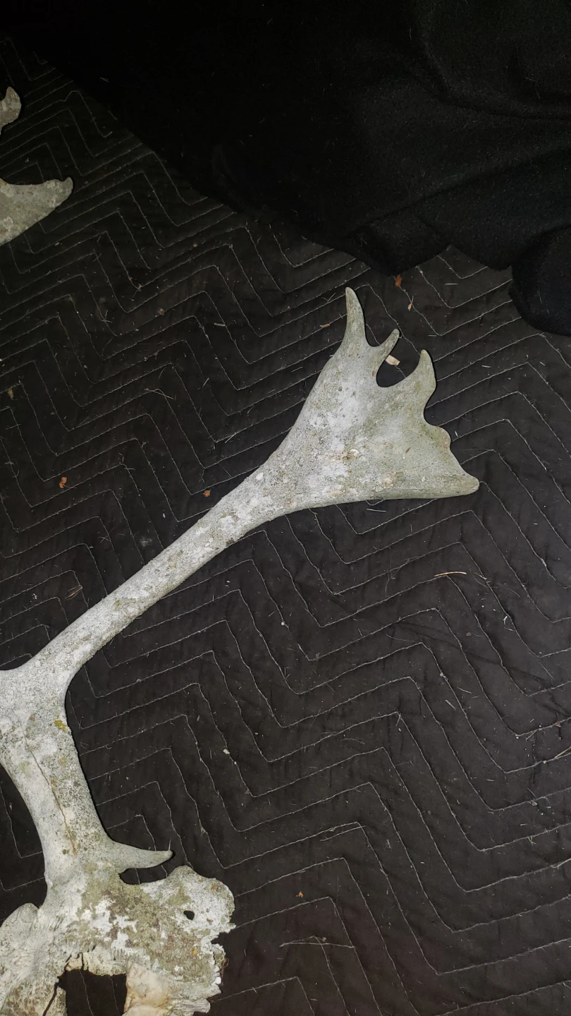 Antlers for sale - photo 2