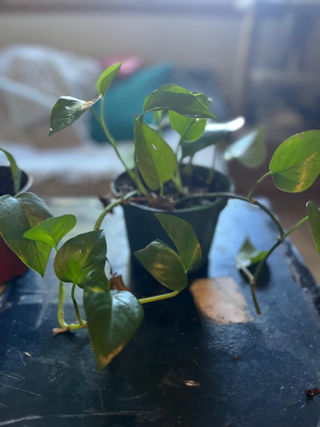Pothos Plant in Pot - photo 5